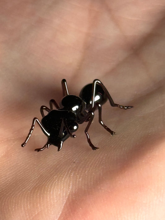 Glass Ant by Wesley Fleming
