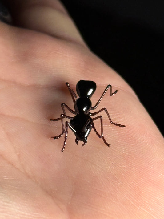 Glass Ant by Wesley Fleming