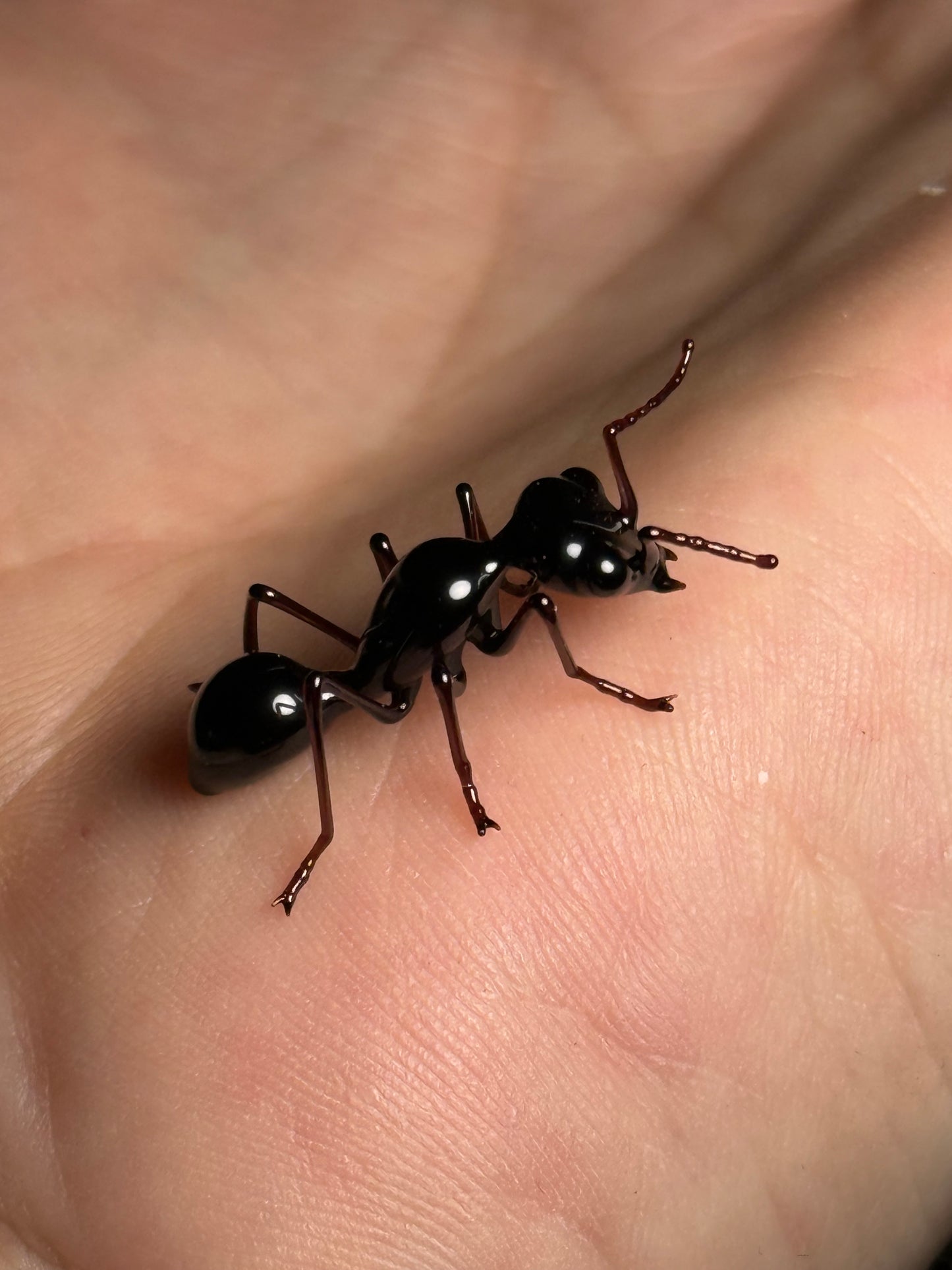 Glass Ant by Wesley Fleming