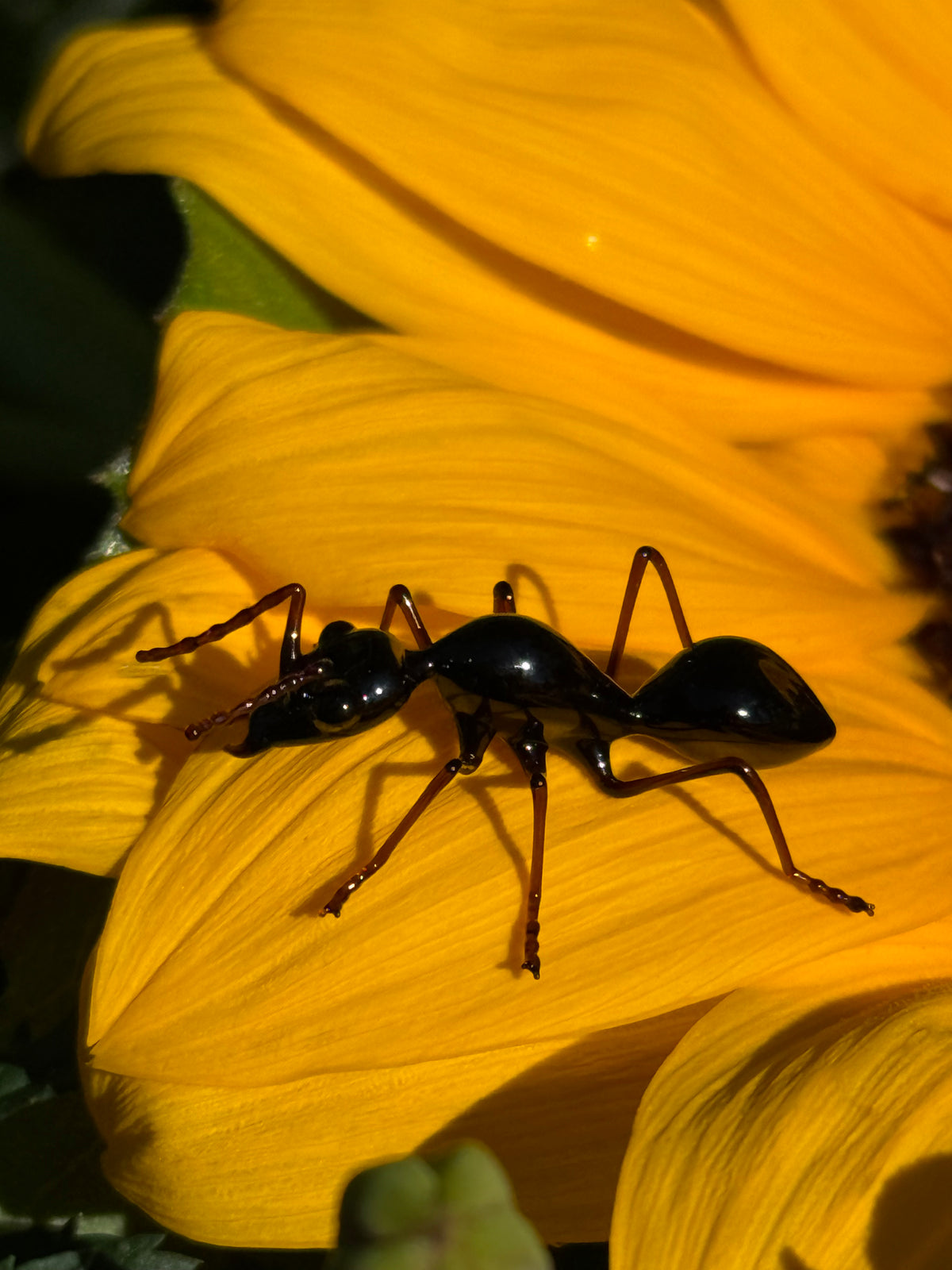 Glass Ant by Wesley Fleming