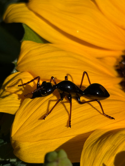 Glass Ant by Wesley Fleming