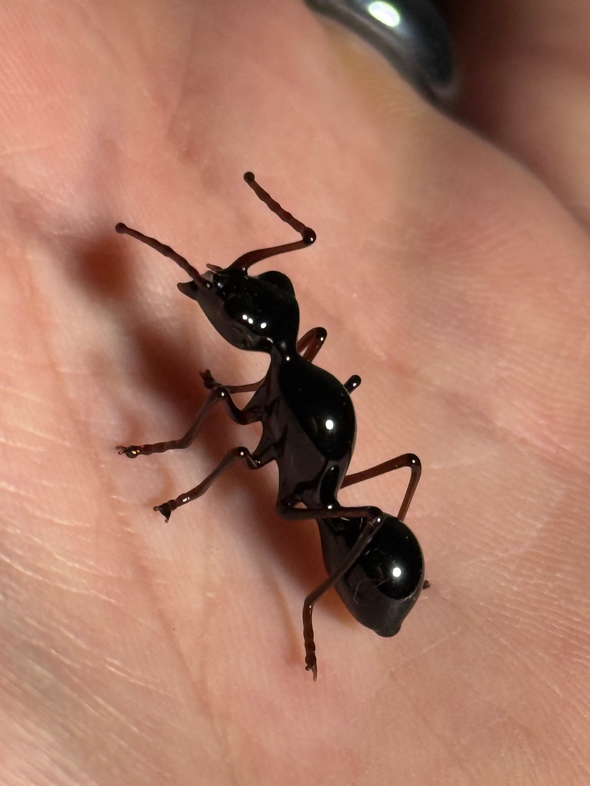 Glass Ant by Wesley Fleming