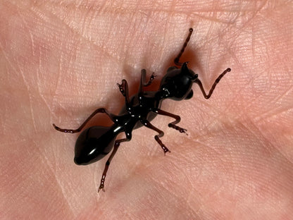 Glass Ant by Wesley Fleming
