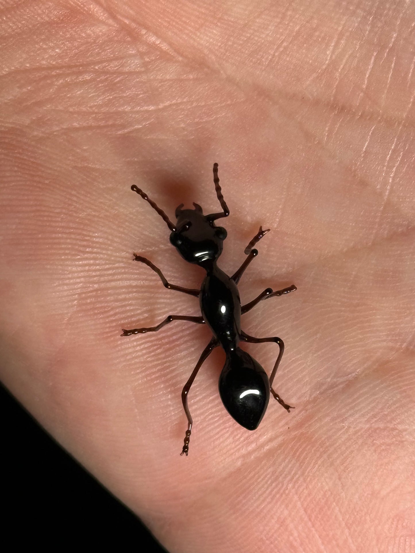 Glass Ant by Wesley Fleming