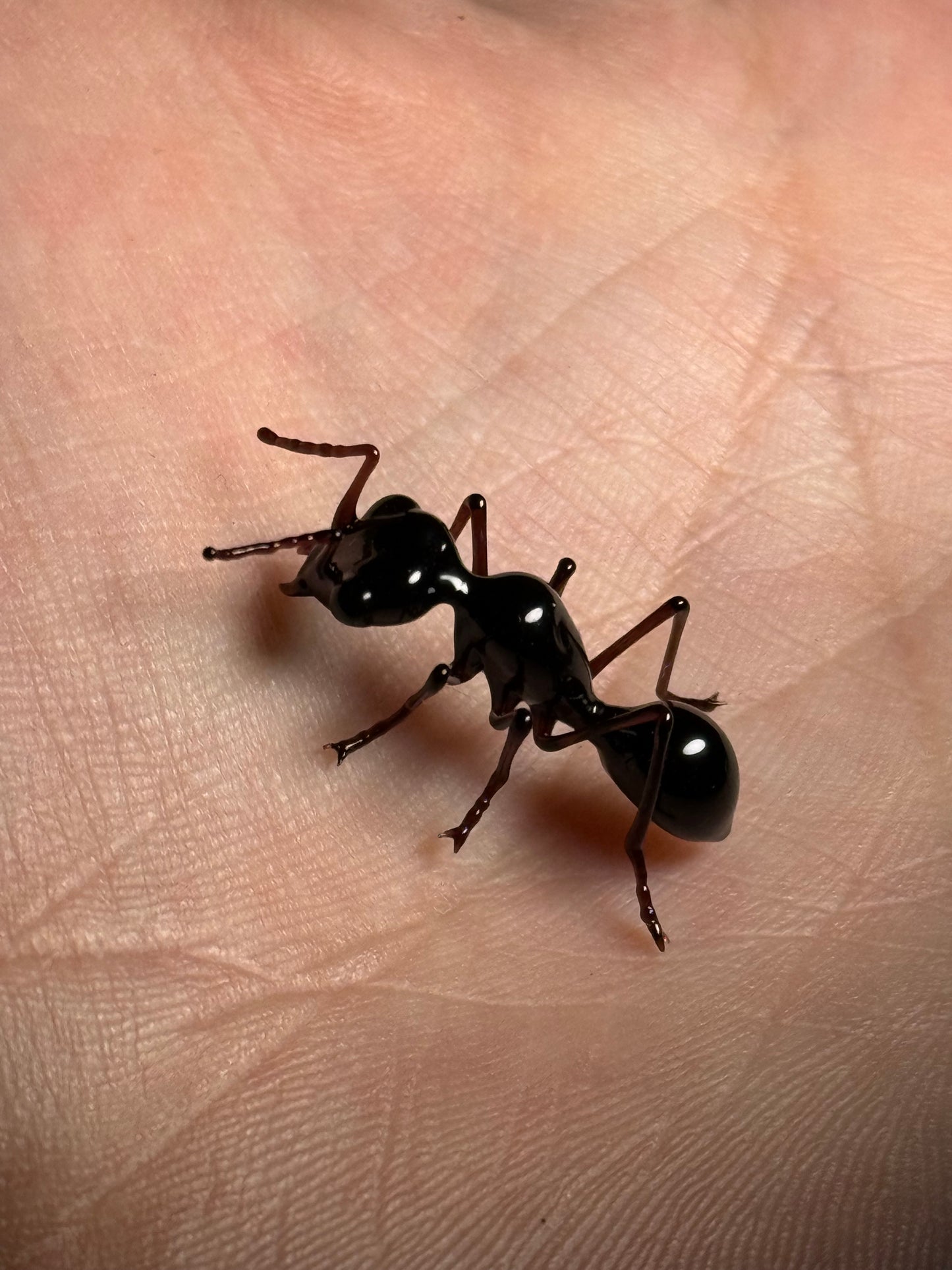 Glass Ant by Wesley Fleming