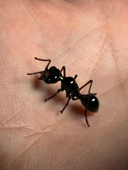 Glass Ant by Wesley Fleming