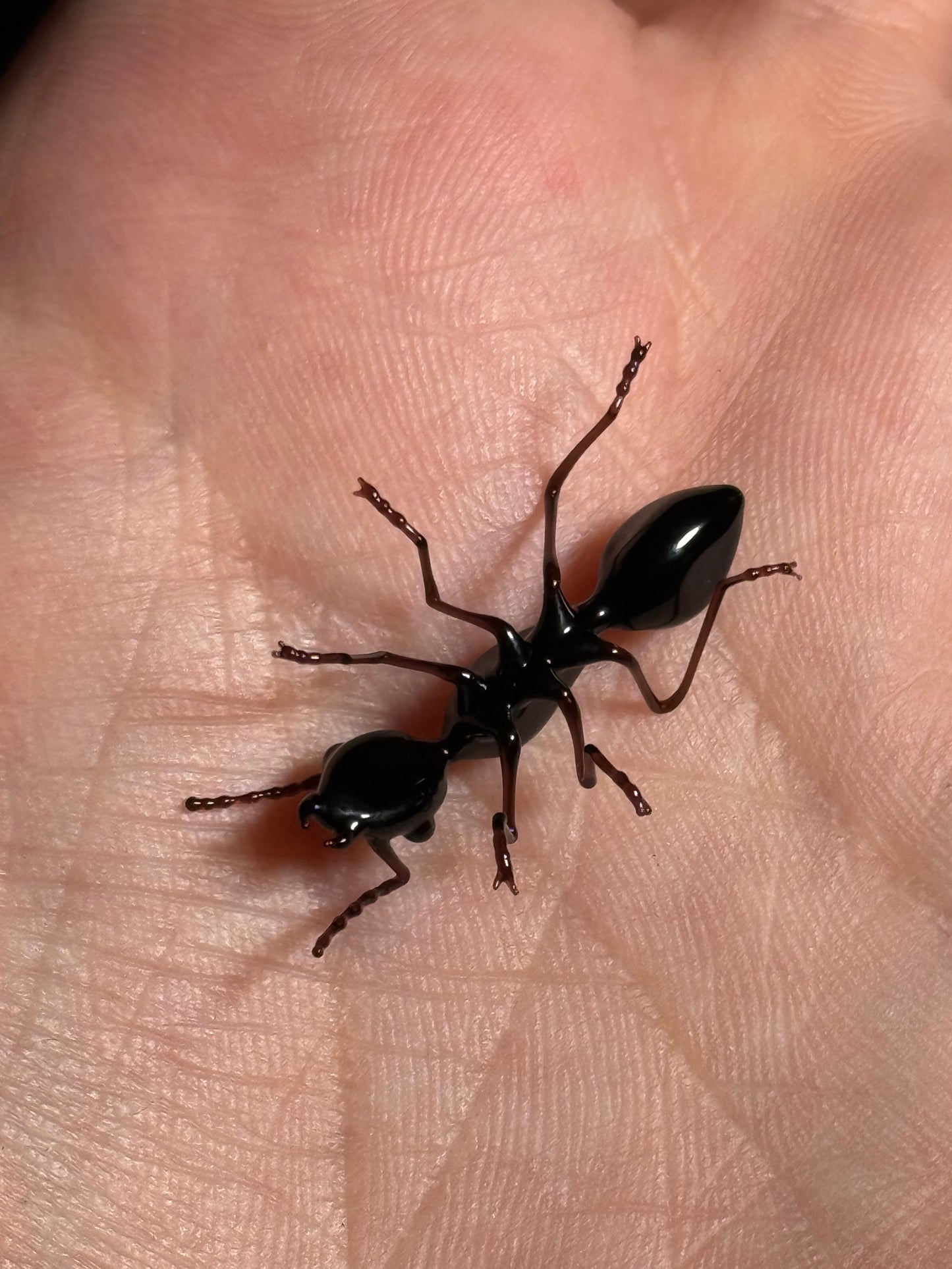 Glass Ant by Wesley Fleming
