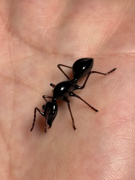 Glass Ant by Wesley Fleming