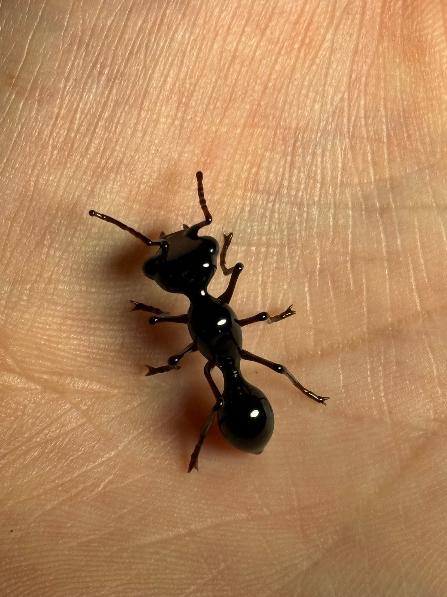 Glass Ant by Wesley Fleming