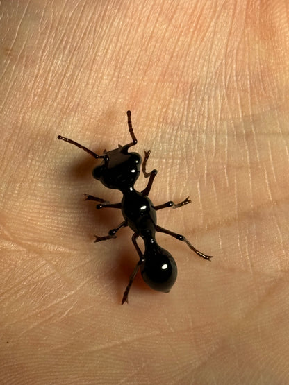 Glass Ant by Wesley Fleming
