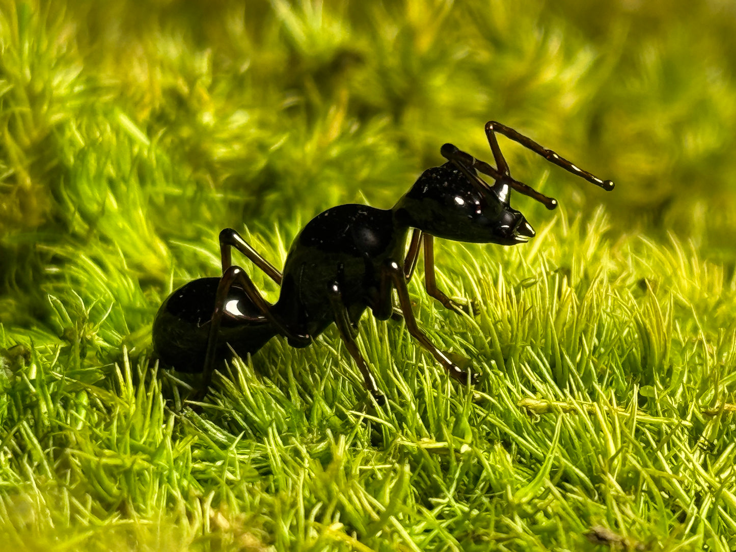 Glass Ant by Wesley Fleming