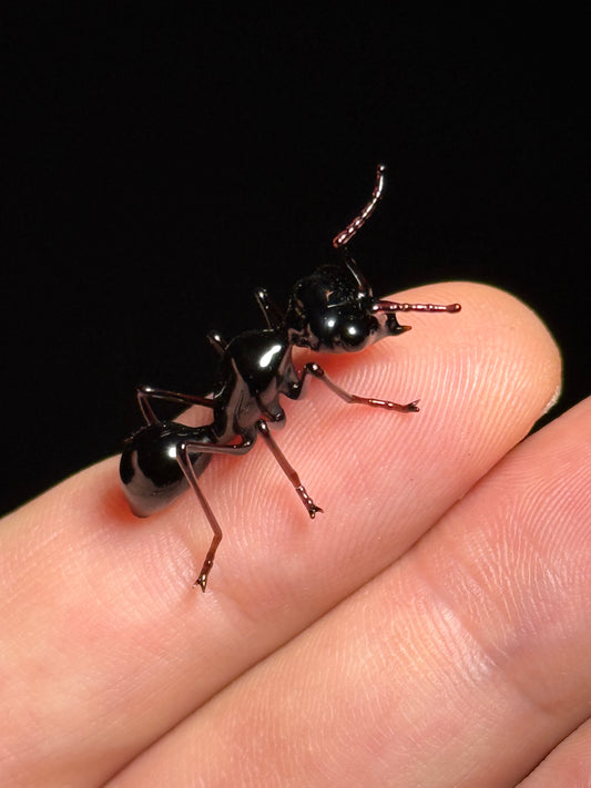 Glass Ant by Wesley Fleming