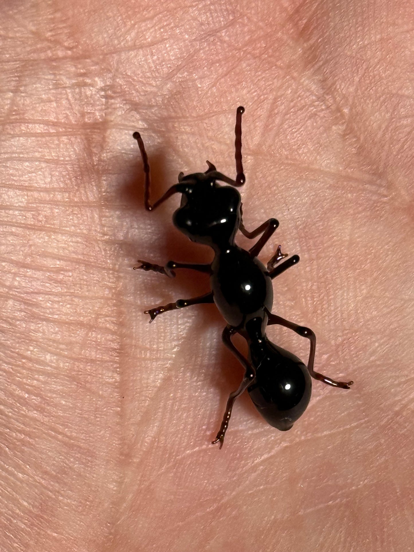 Glass Ant by Wesley Fleming