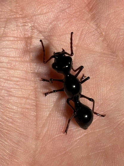 Glass Ant by Wesley Fleming