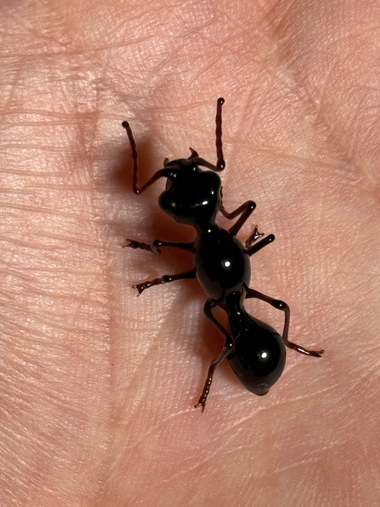 Glass Ant by Wesley Fleming